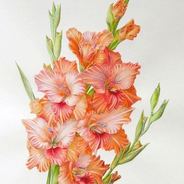 Скица на татуировка на гладиола